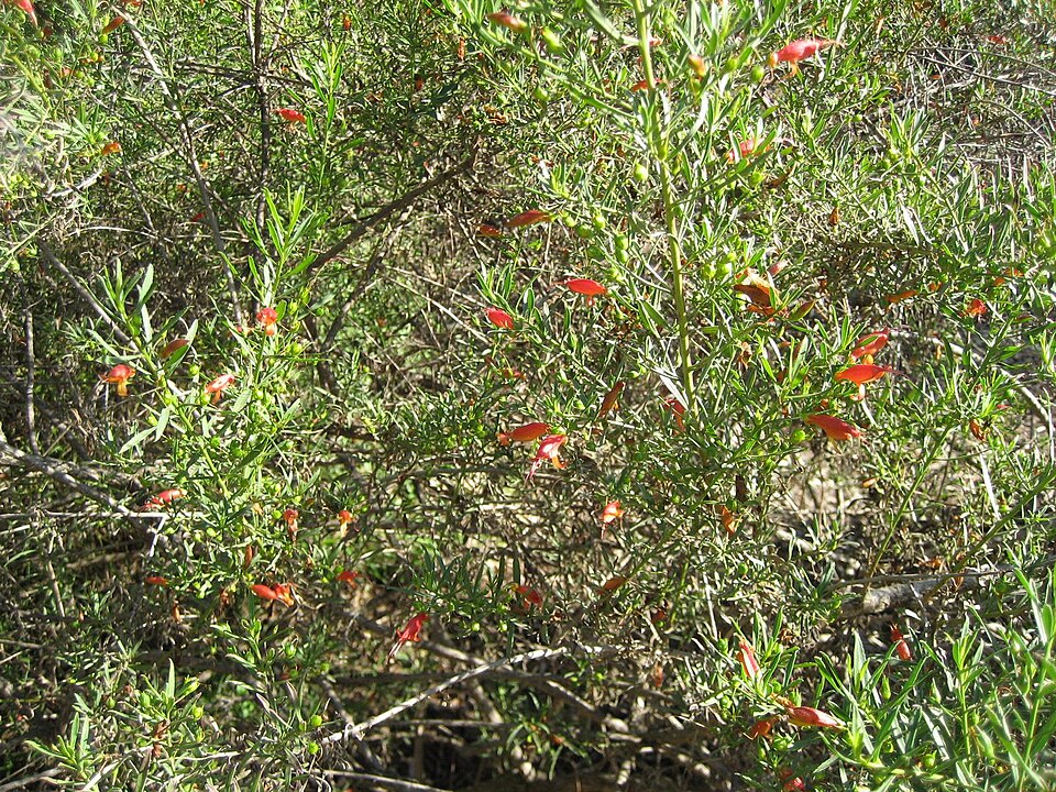 Eremophila glabra (Common Emu-Bush) (alternate view 4)