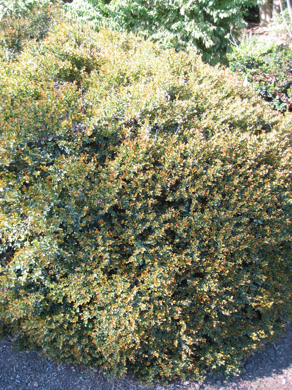 Syzygium paniculatum, Magenta lilly pilly — upright evergreen (Myrtaceae) (image 2 of 7)