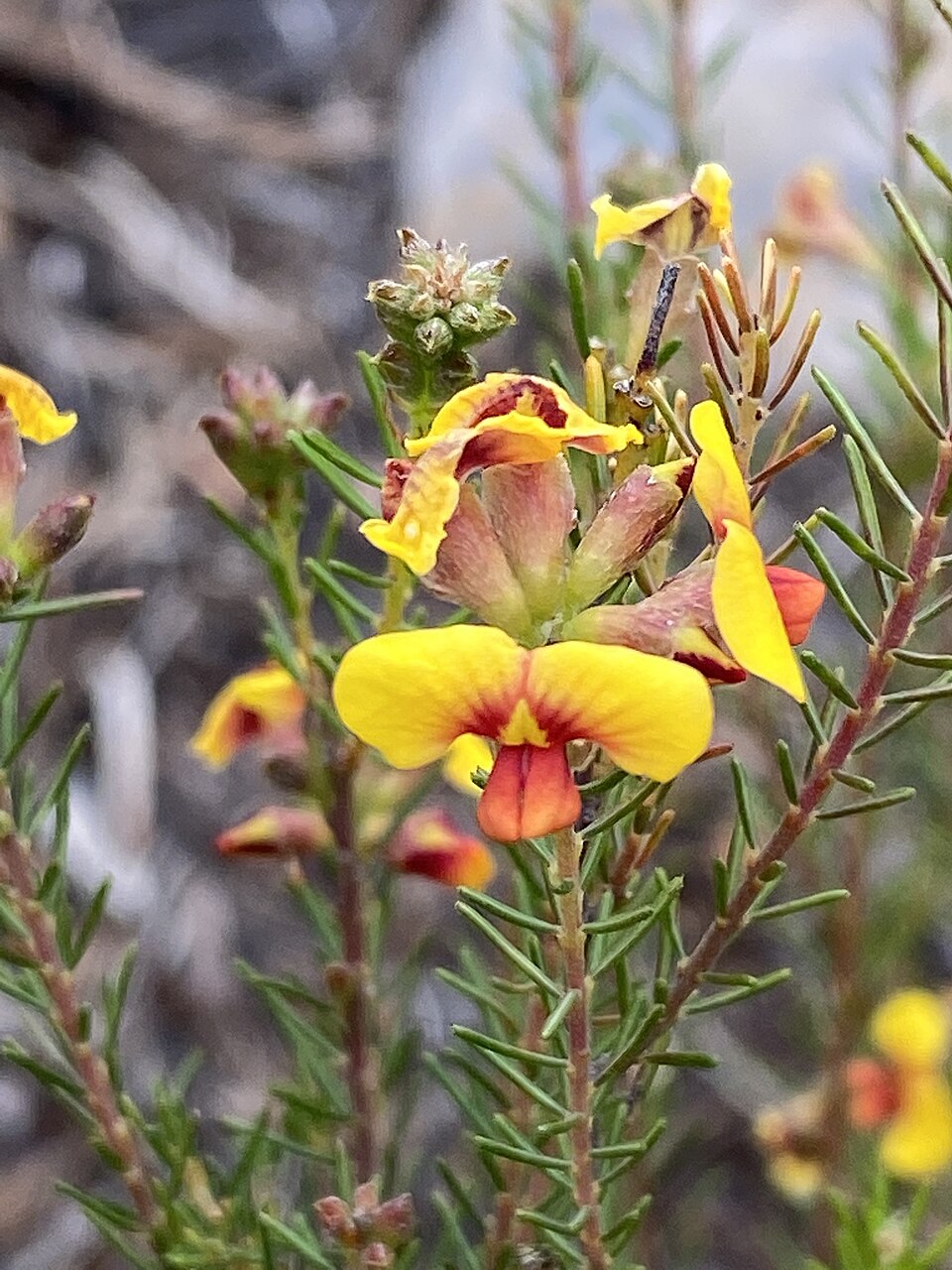 Dillwynia glaberrima (Smooth Parrot-pea) (alternate view 9)
