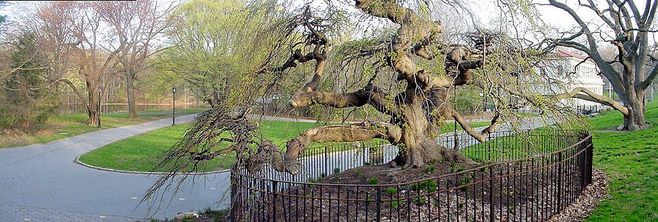 Ulmus glabra 'Camperdownii' (Camperdown elm) (alternate view 2)