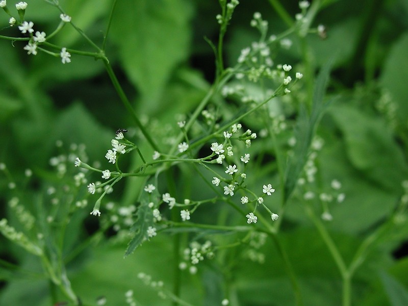 Cryptotaenia japonica, Japanese parsley (mitsuba) — clumping deciduous (Apiaceae) (image 5 of 8)