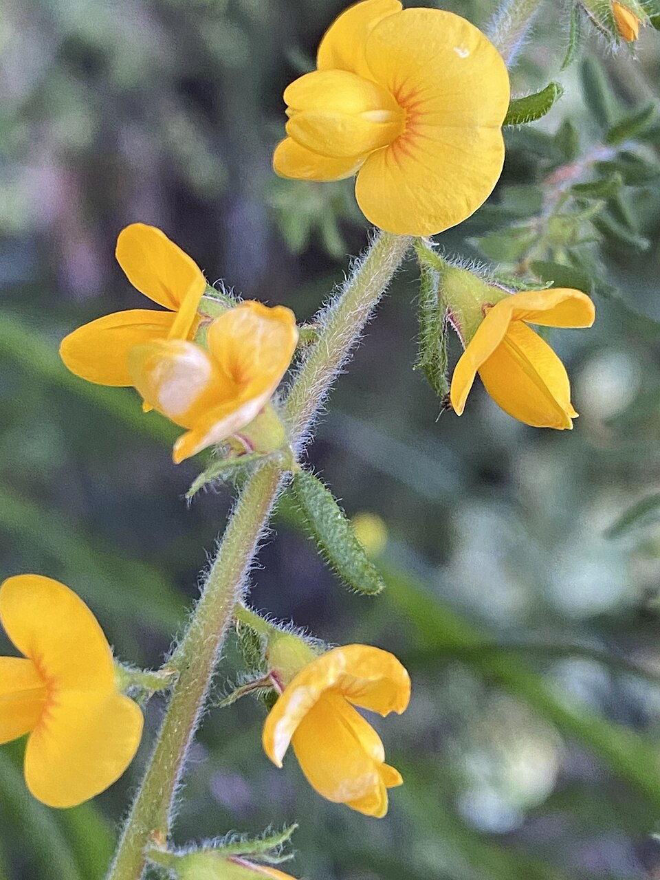 Pultenaea villosa (Hairy Bush-pea) (alternate view 9)
