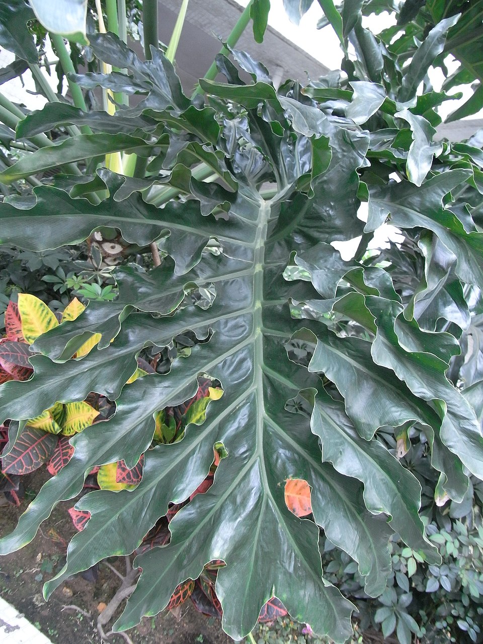 Thaumatophyllum bipinnatifidum (Split-Leaf Philodendron) (alternate view 5)
