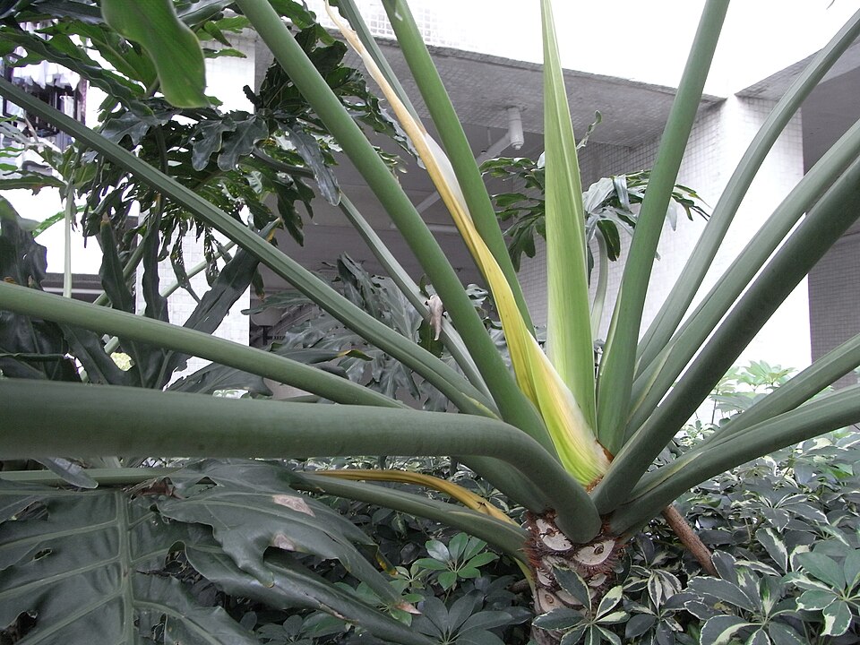 Thaumatophyllum bipinnatifidum (Split-Leaf Philodendron) (alternate view 6)