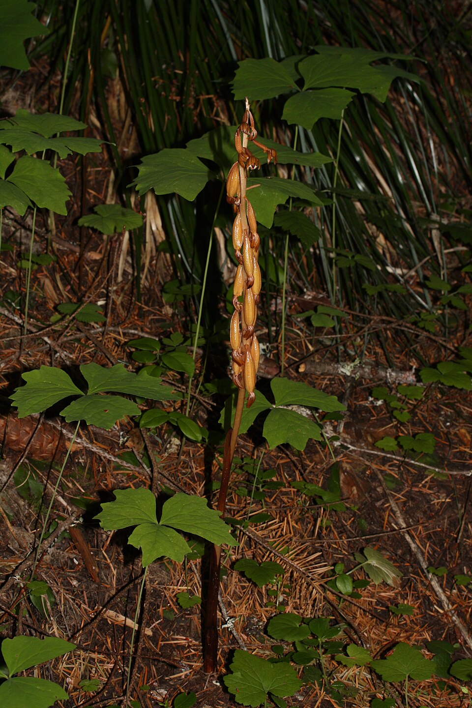 Corallorhiza maculata (spotted coralroot) (alternate view 5)