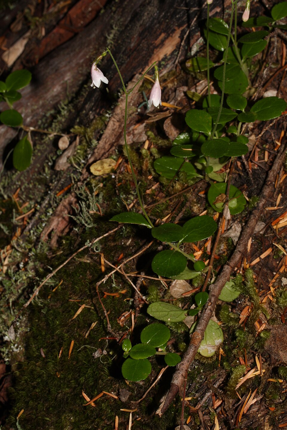 Linnaea borealis (twinflower) (alternate view 6)