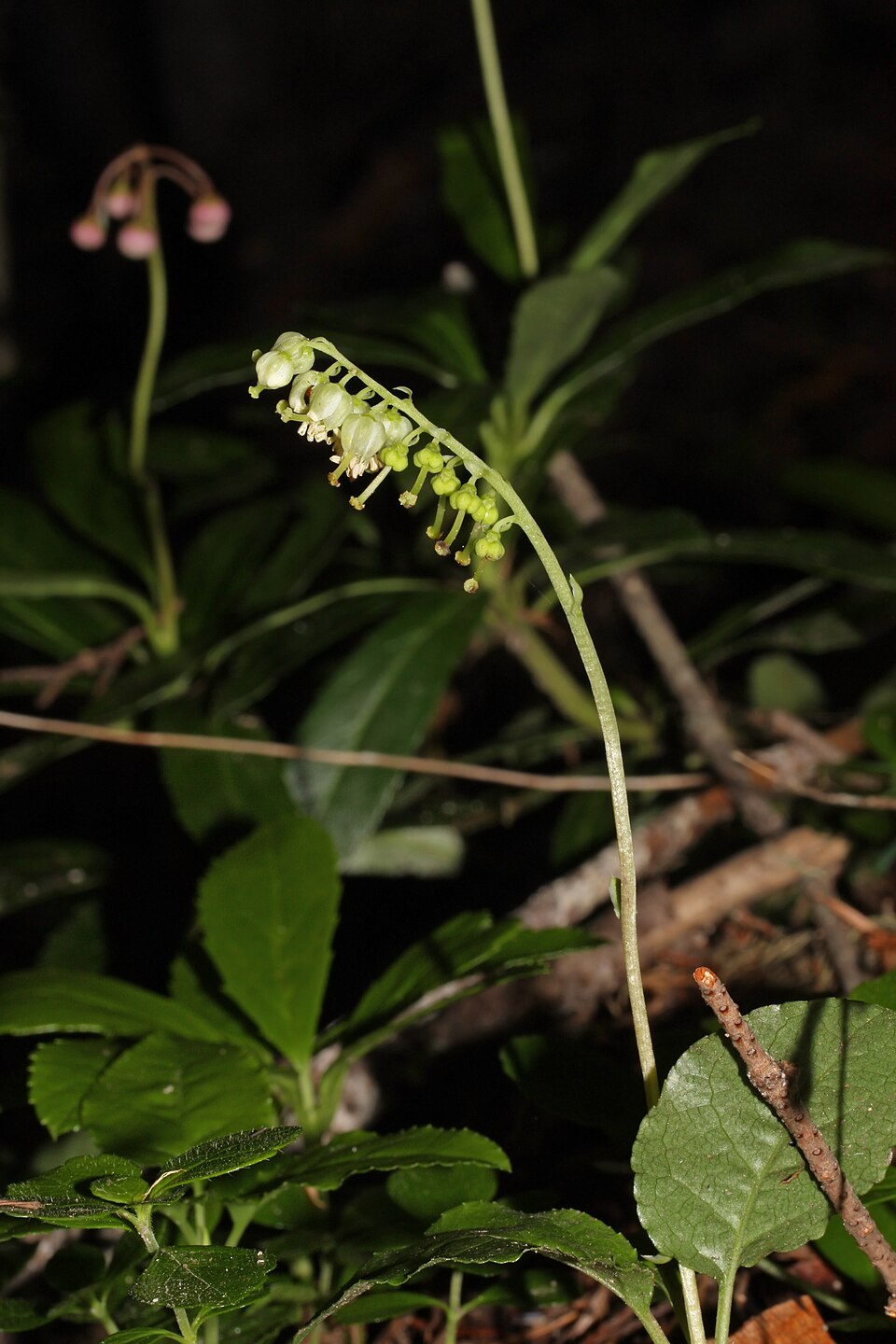 Orthilia secunda (one-sided wintergreen)