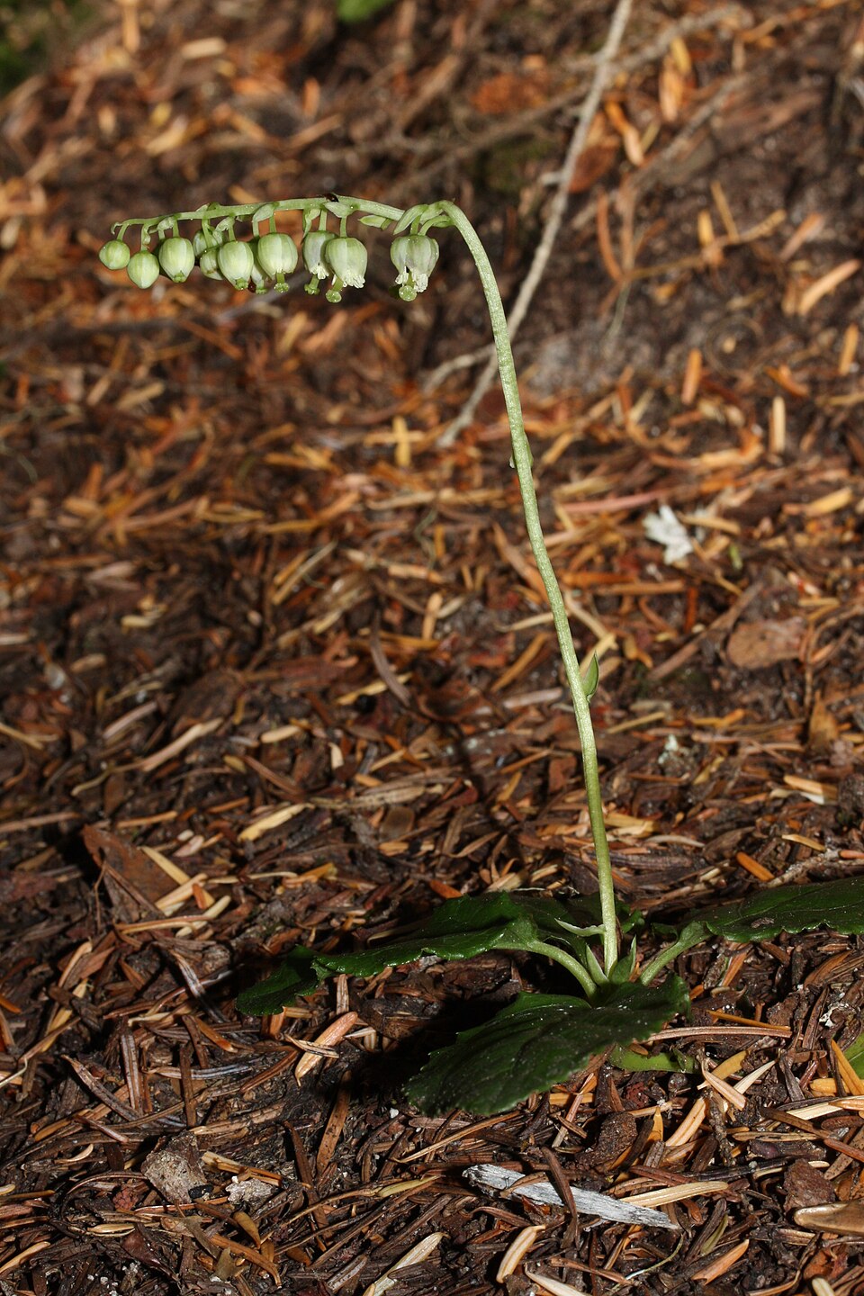 Orthilia secunda (one-sided wintergreen)