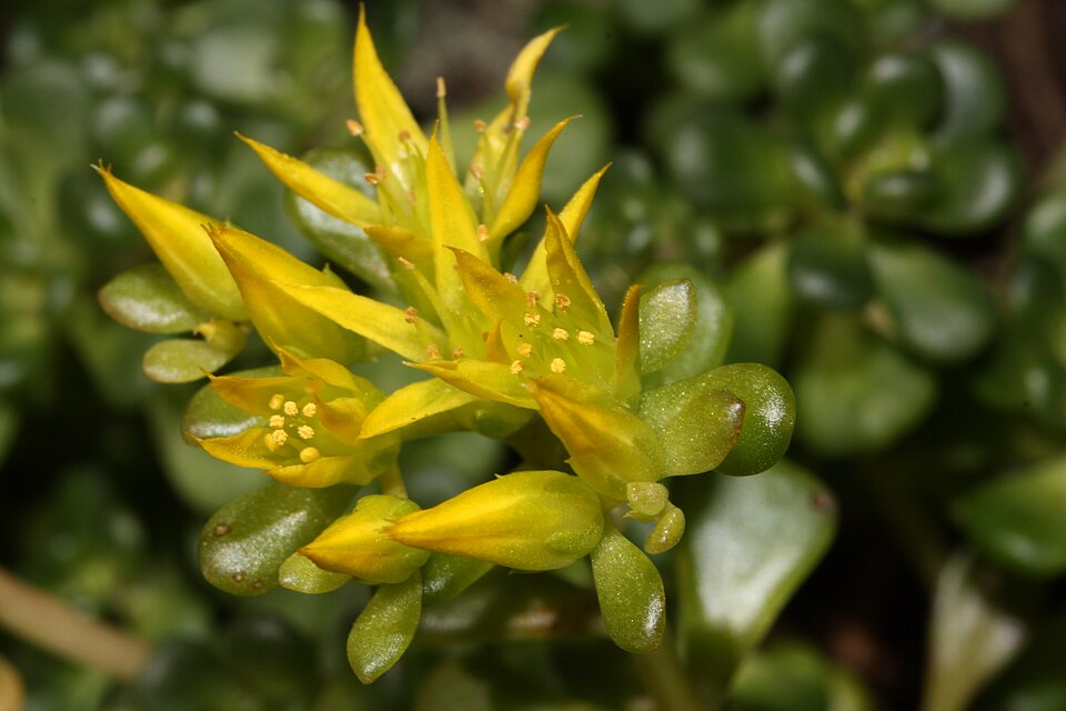Sedum oreganum (Oregon Stonecrop) (alternate view 10)