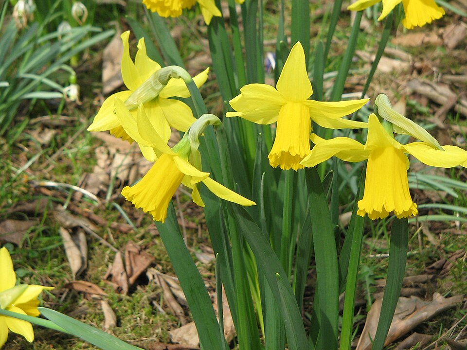 Narcissus 'February Gold' (February Gold Daffodil) (alternate view 5)