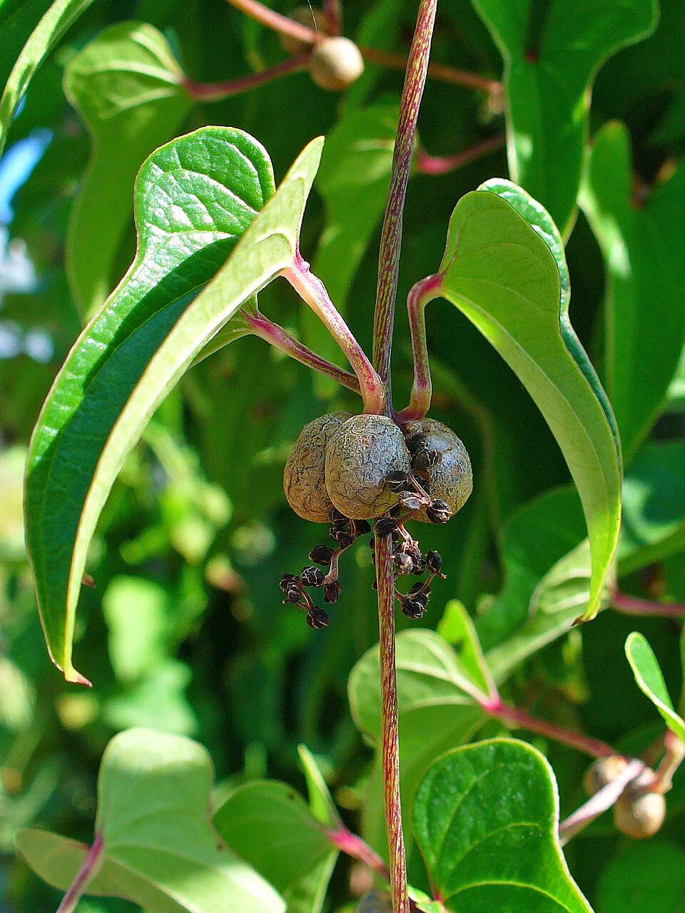 Dioscorea polystachya (Chinese yam)