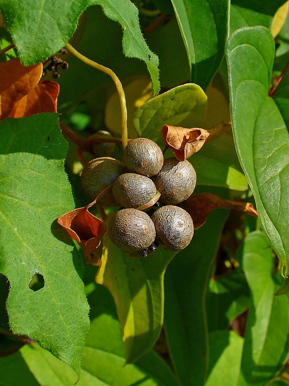 Dioscorea polystachya (Chinese yam) (alternate view 2)