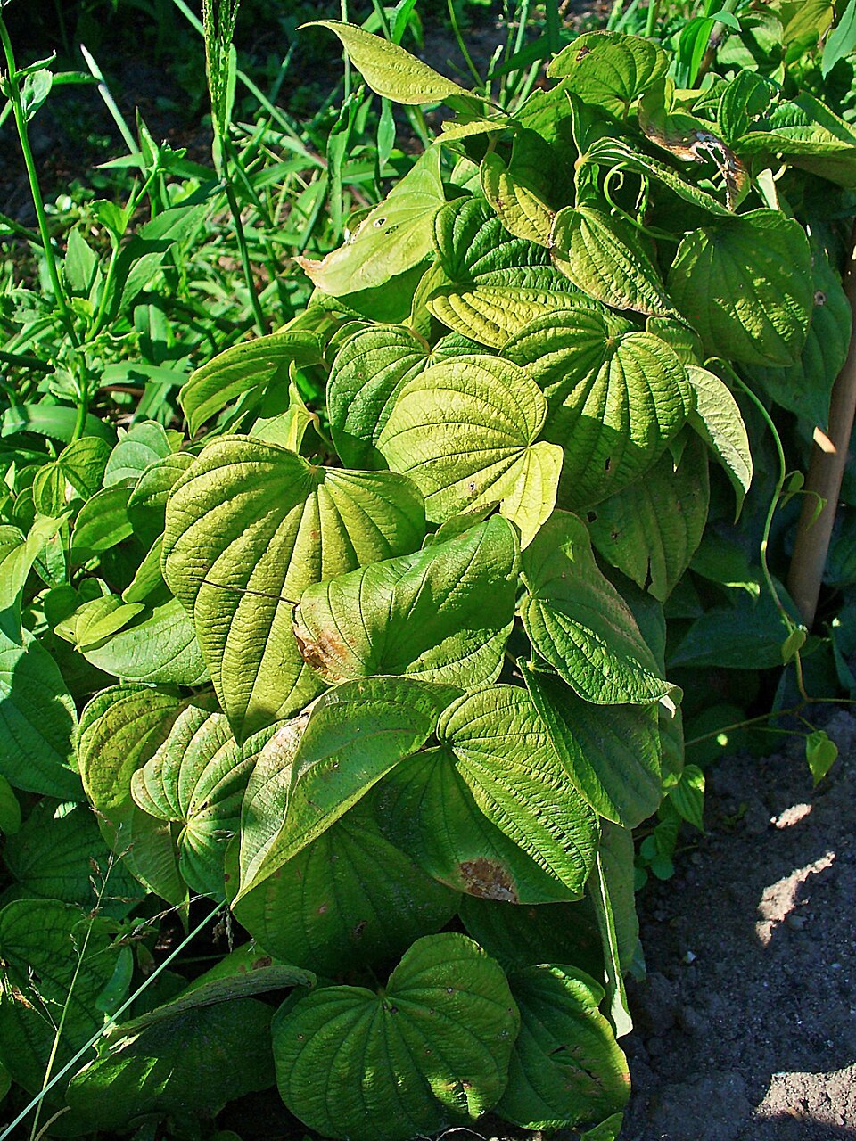 Dioscorea villosa (wild yam) (alternate view 2)