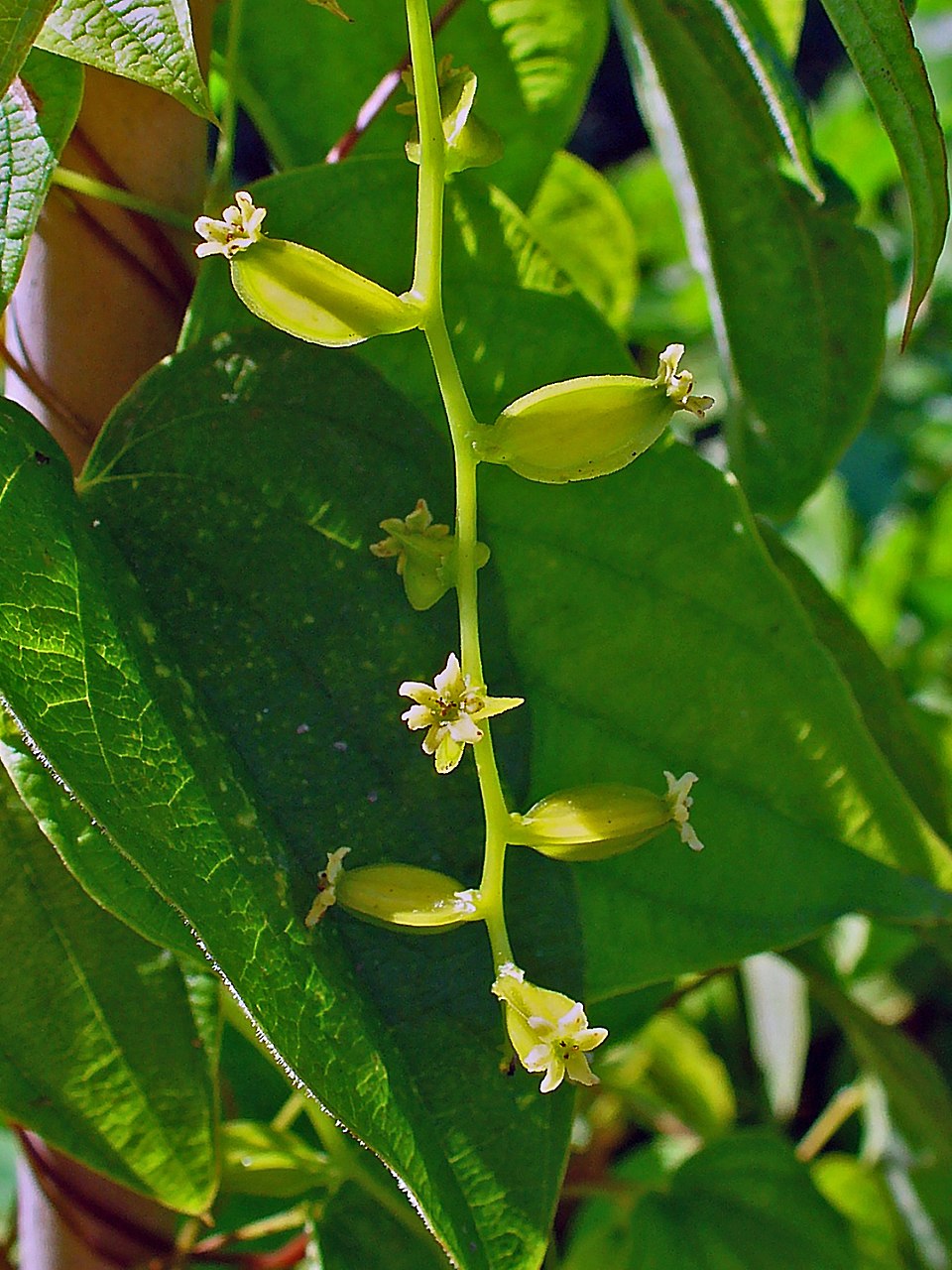 Dioscorea villosa (wild yam) (alternate view 3)