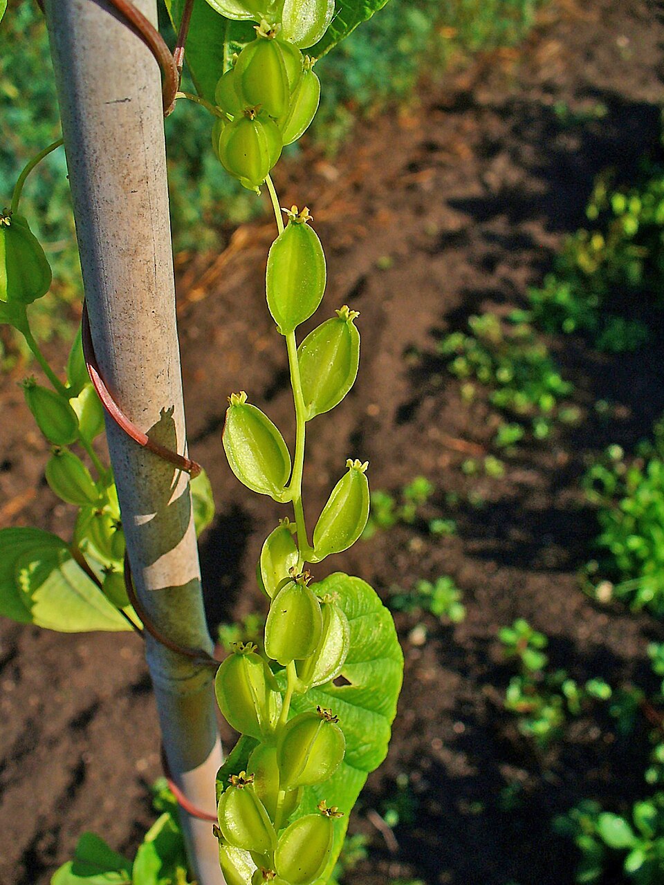 Dioscorea villosa (wild yam) (alternate view 4)