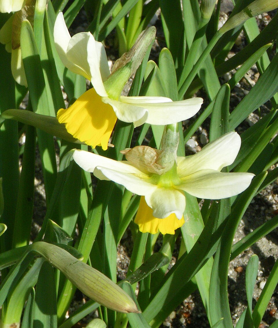 Narcissus 'Jack Snipe' (Jack Snipe Daffodil)