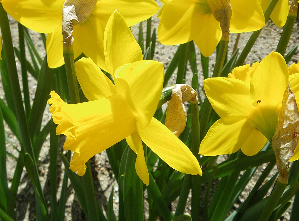 Narcissus 'Saint Keverne' (Saint Keverne Daffodil)
