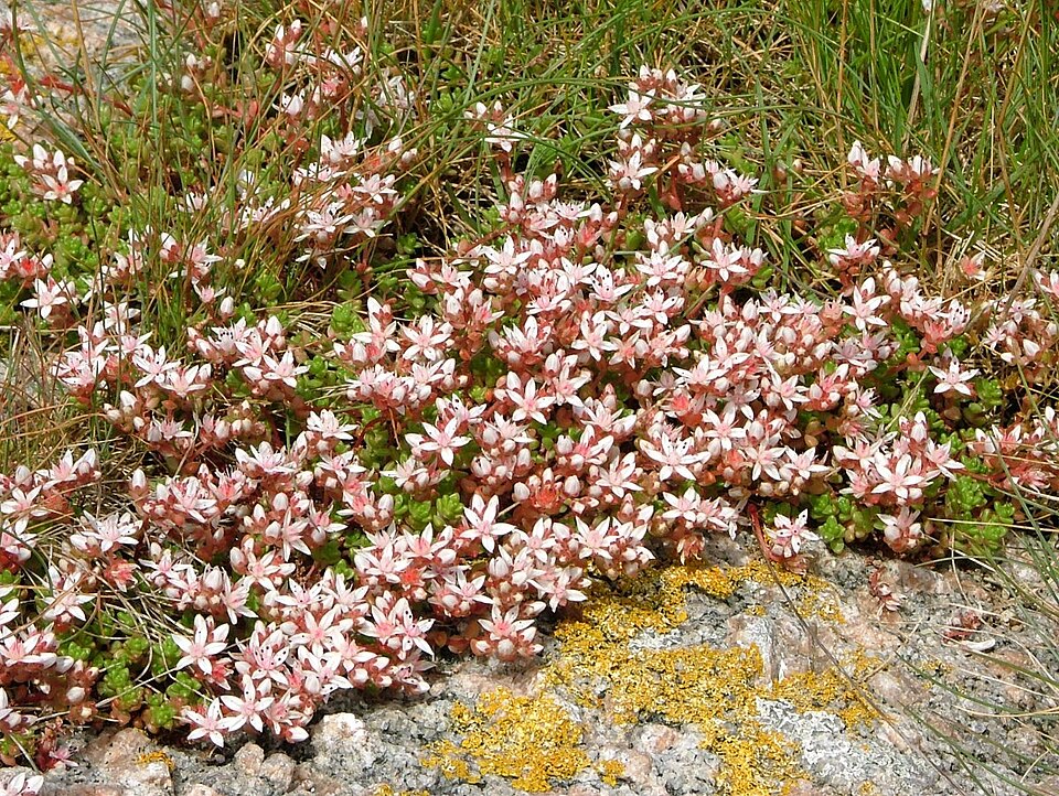 Sedum anglicum (English Stonecrop)