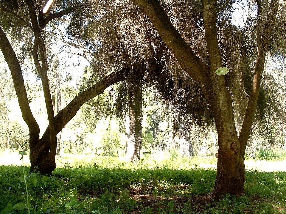 Melaleuca lanceolata (Moonah) (alternate view 6)