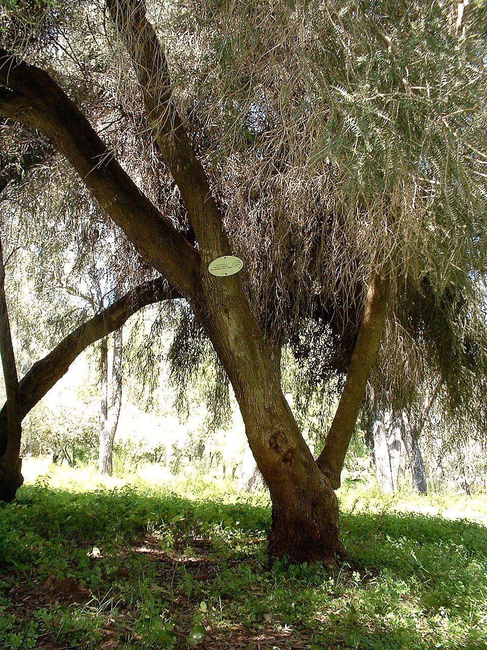 Melaleuca lanceolata (Moonah) (alternate view 7)