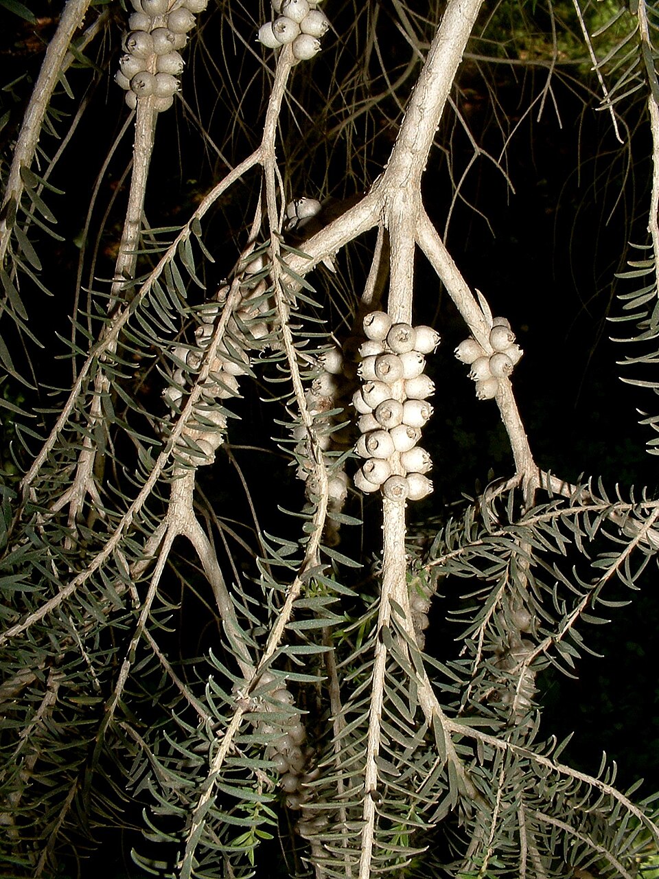 Melaleuca lanceolata (Moonah) (alternate view 8)