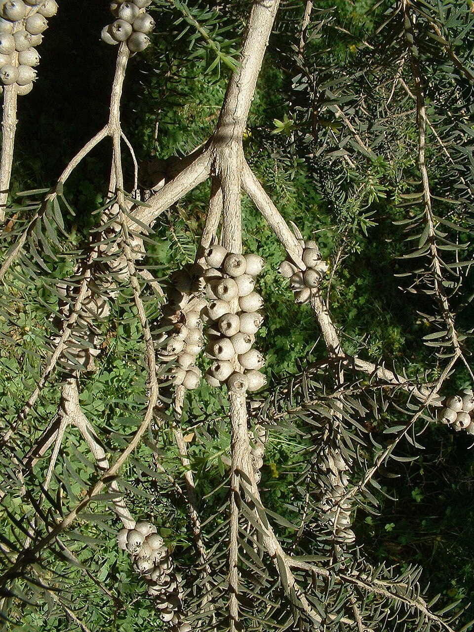 Melaleuca lanceolata (Moonah) (alternate view 9)