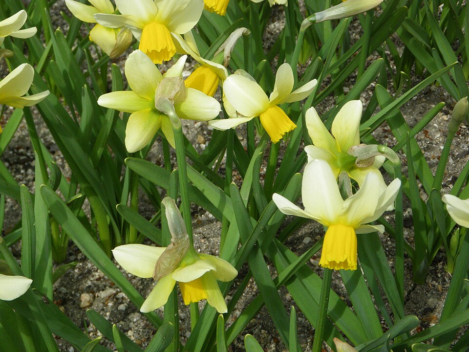 Narcissus 'Jack Snipe' (Jack Snipe Daffodil) (alternate view 2)