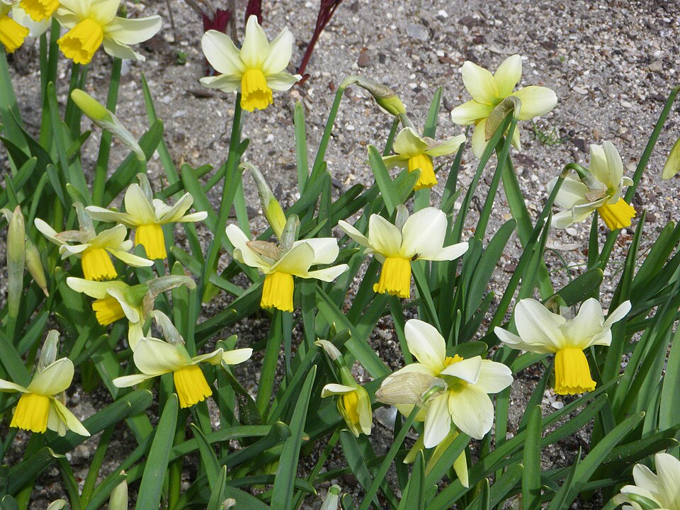 Narcissus 'Jack Snipe' (Jack Snipe Daffodil) (alternate view 3)