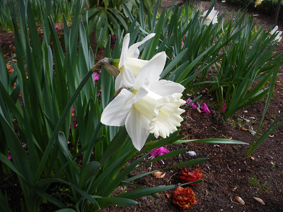 Narcissus 'Mount Hood' (Mount Hood Daffodil) (alternate view 2)