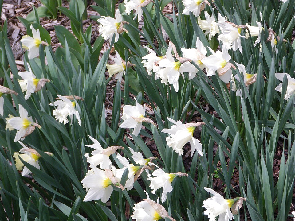 Narcissus 'Mount Hood' (Mount Hood Daffodil) (alternate view 3)
