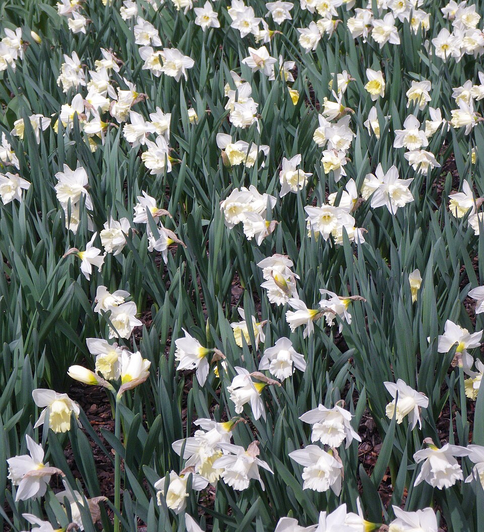 Narcissus 'Mount Hood' (Mount Hood Daffodil) (alternate view 4)