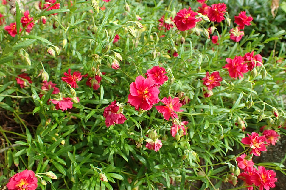 Helianthemum nummularium 'Cerise Queen' (Cerise Queen Sun Rose)