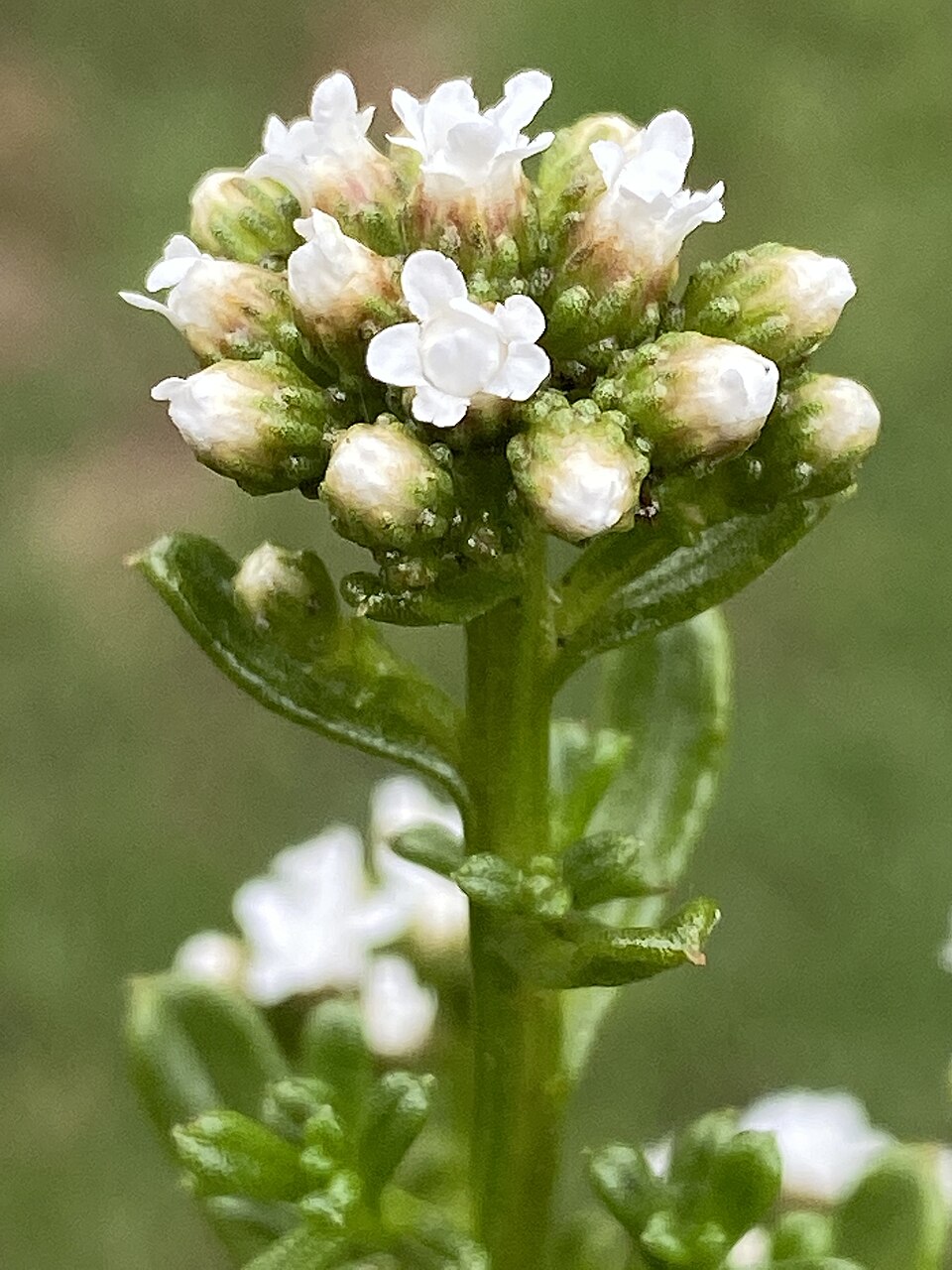 Ixodia achillaeoides (sand ixodia) (alternate view 6)