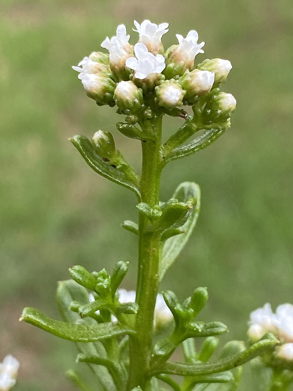Ixodia achillaeoides (sand ixodia) (alternate view 7)