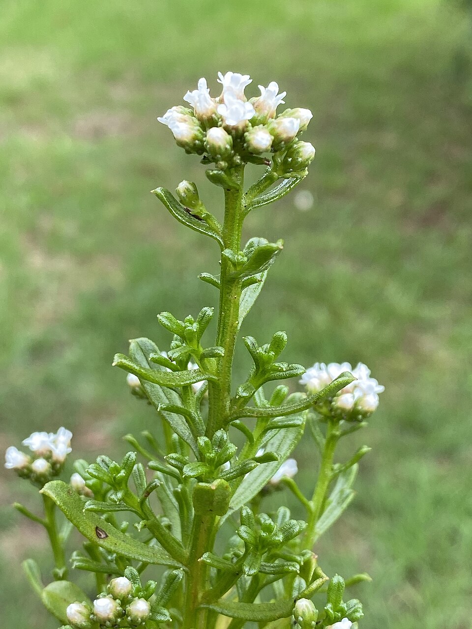 Ixodia achillaeoides (sand ixodia) (alternate view 8)