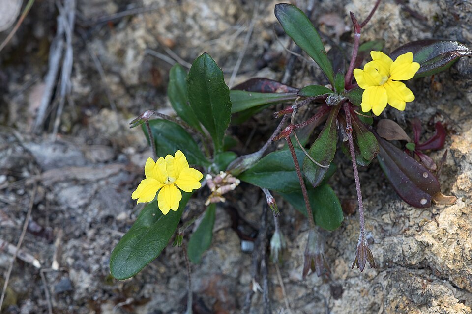 Goodenia blackiana (Black's goodenia) (alternate view 6)