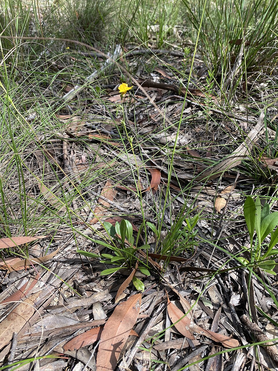 Goodenia bellidifolia (Daisy-leaved Goodenia) (alternate view 5)