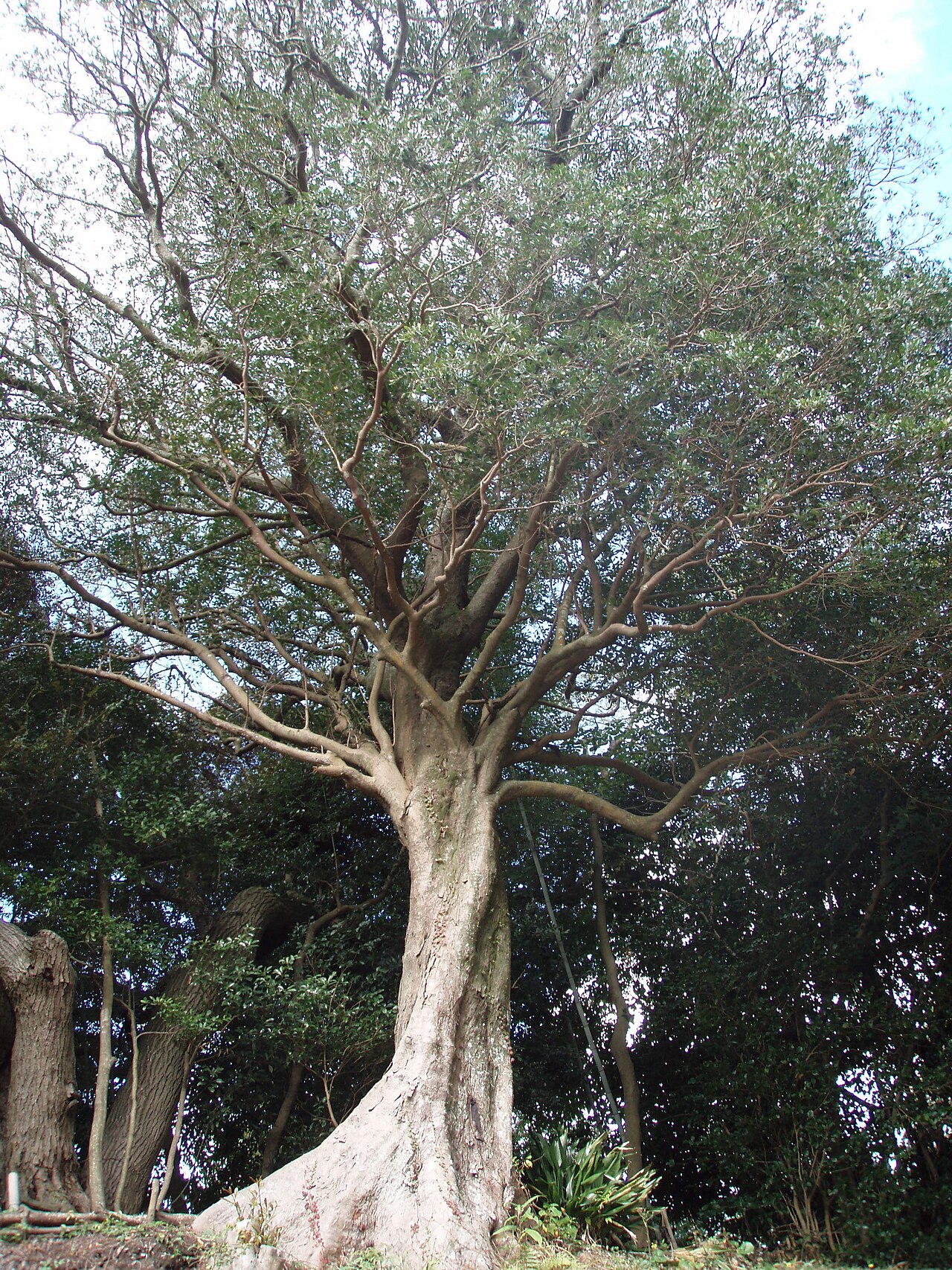 Distylium racemosum, Isu tree — upright evergreen (Hamamelidaceae) (image 8 of 10)