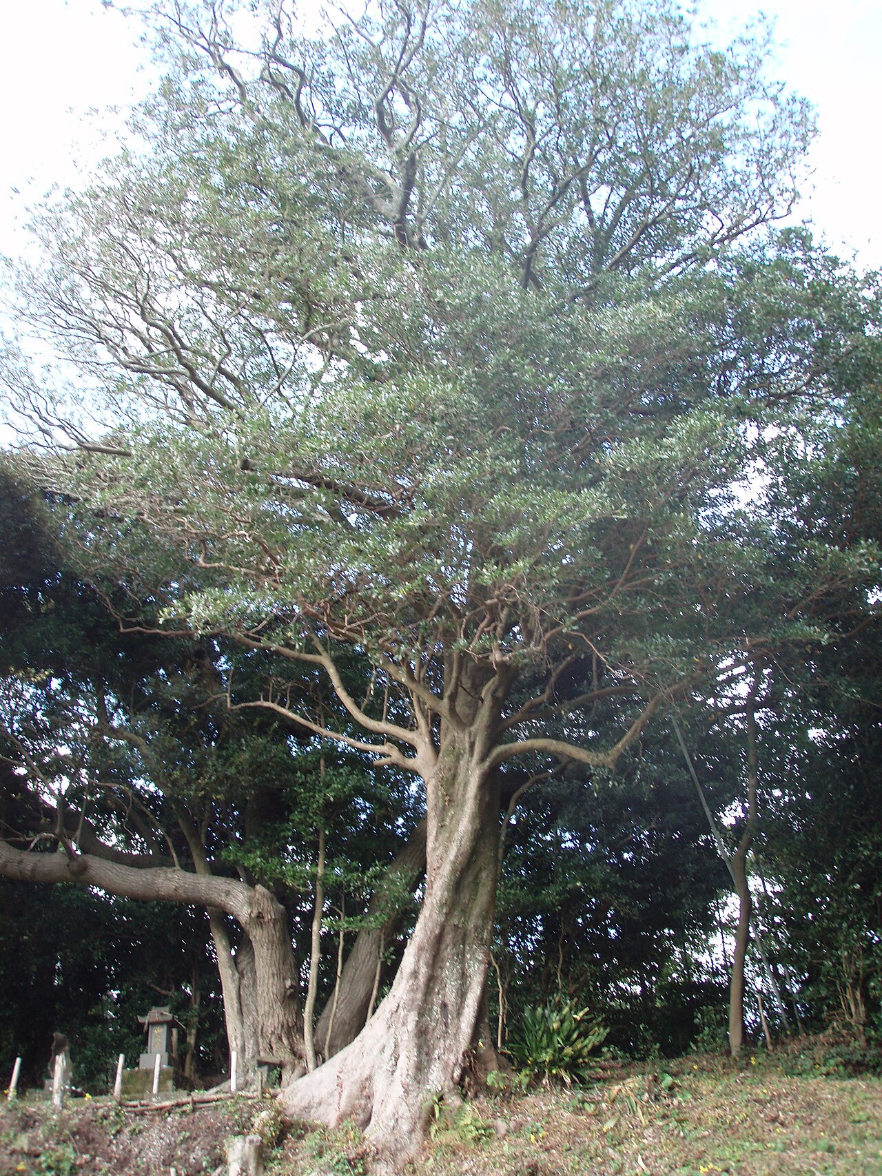 Distylium racemosum, Isu tree — upright evergreen (Hamamelidaceae) (image 9 of 10)