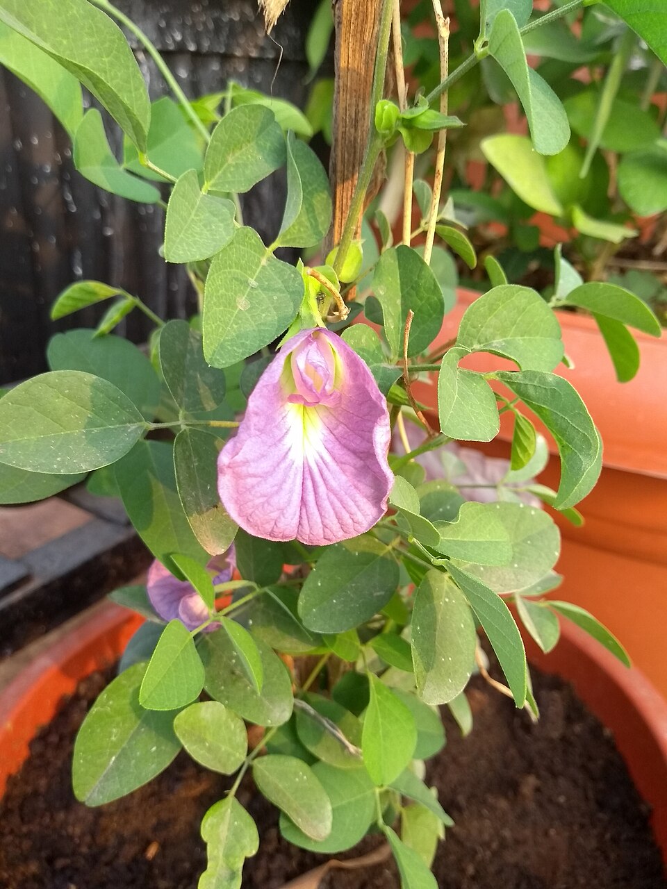 Clitoria mariana (Pigeonwings) (alternate view 8)