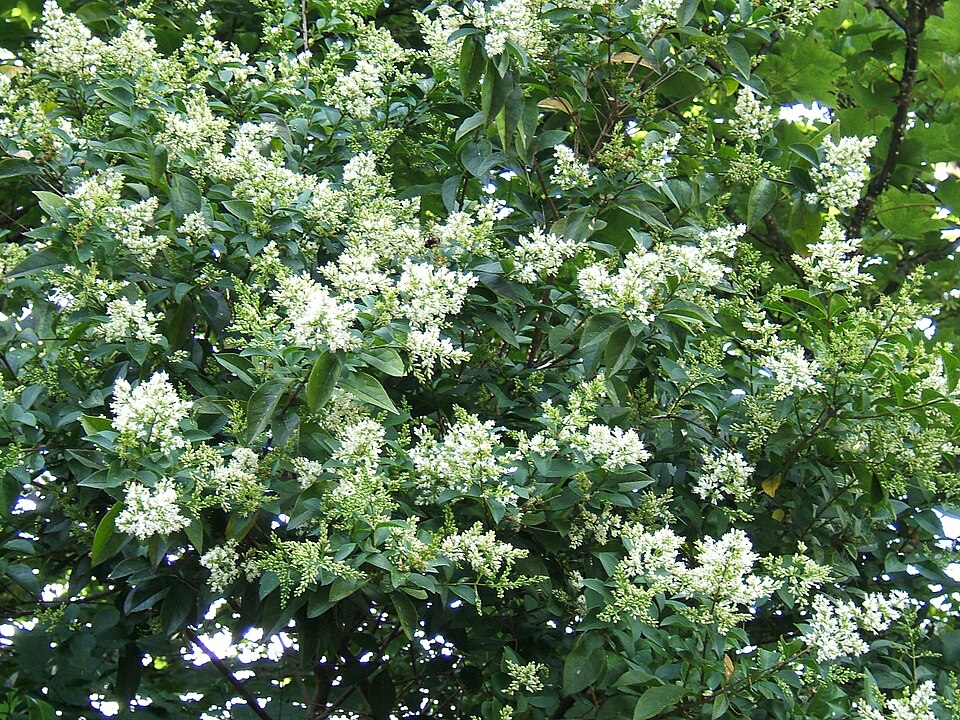 Ligustrum ovalifolium (garden privet)