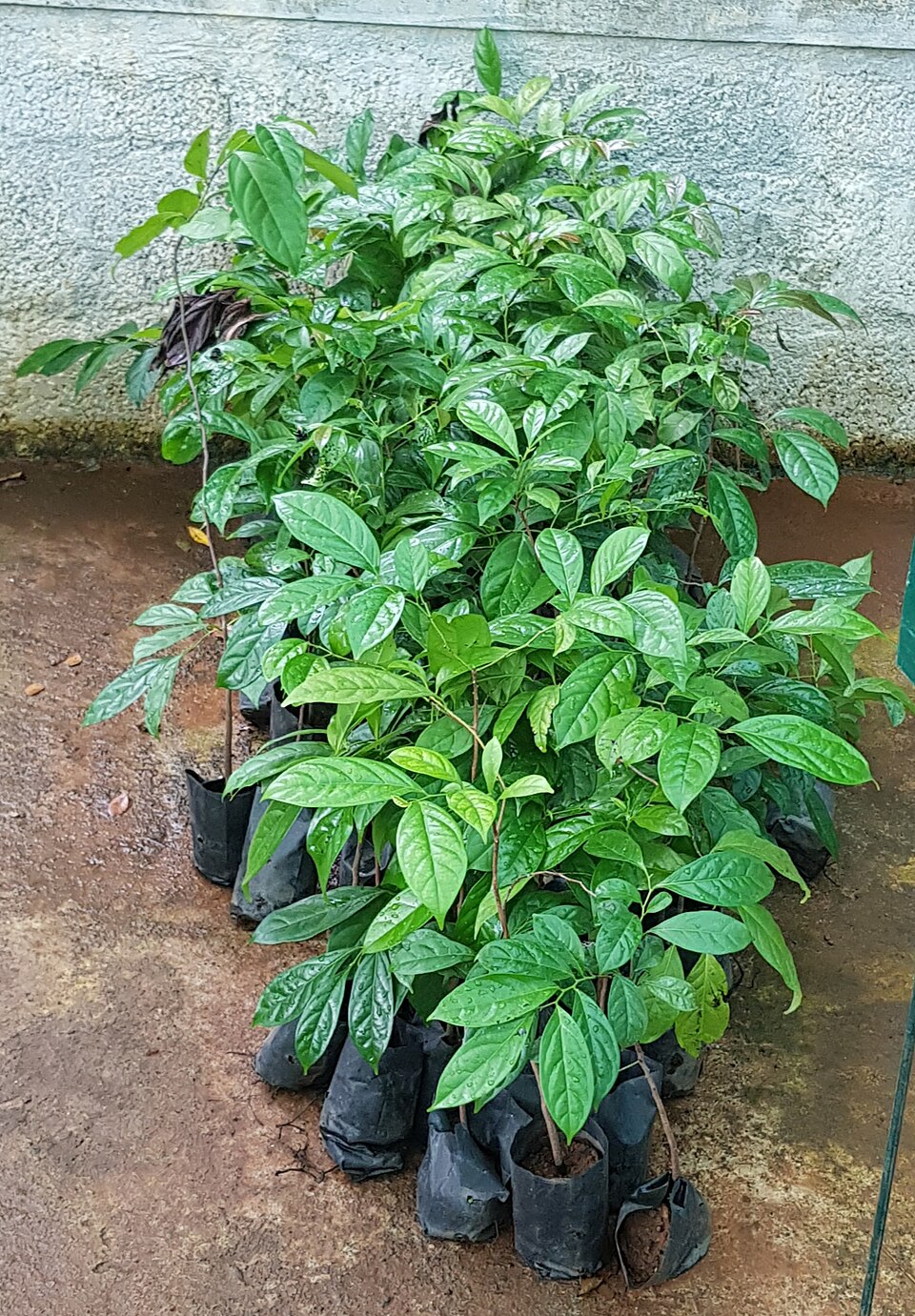 Diospyros (persimmons)