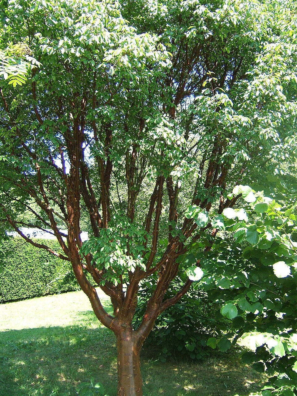 Acer griseum (paperbark maple)