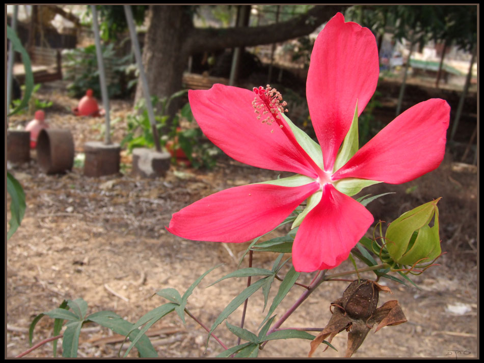 Hibiscus coccineus (Scarlet Rose Mallow) (alternate view 8)