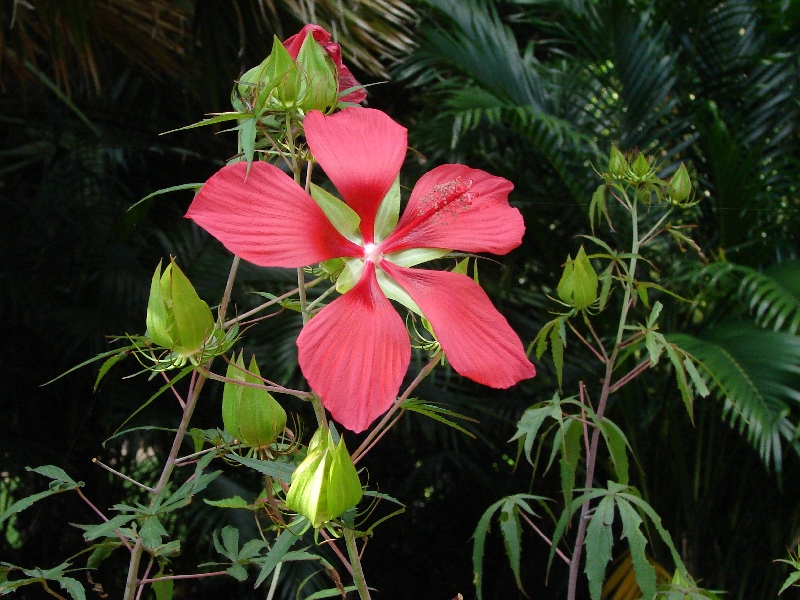 Hibiscus coccineus (Scarlet Rose Mallow) (alternate view 9)