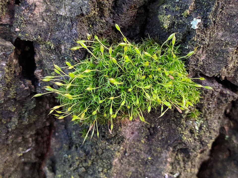 Dicranoweisia cirrata (Common Pincushion)