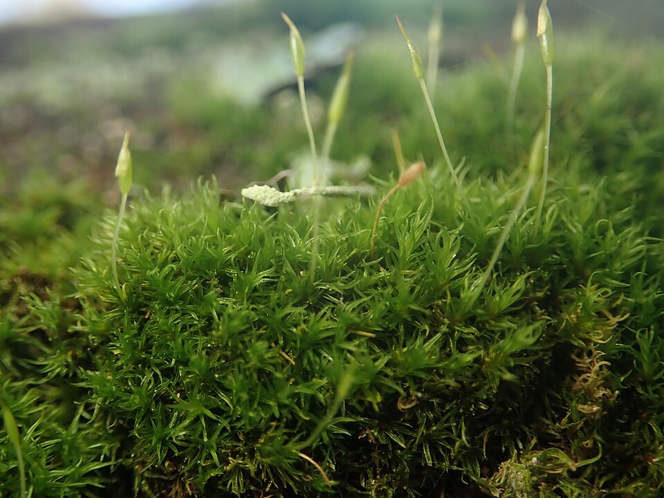 Dicranoweisia cirrata (Common Pincushion)