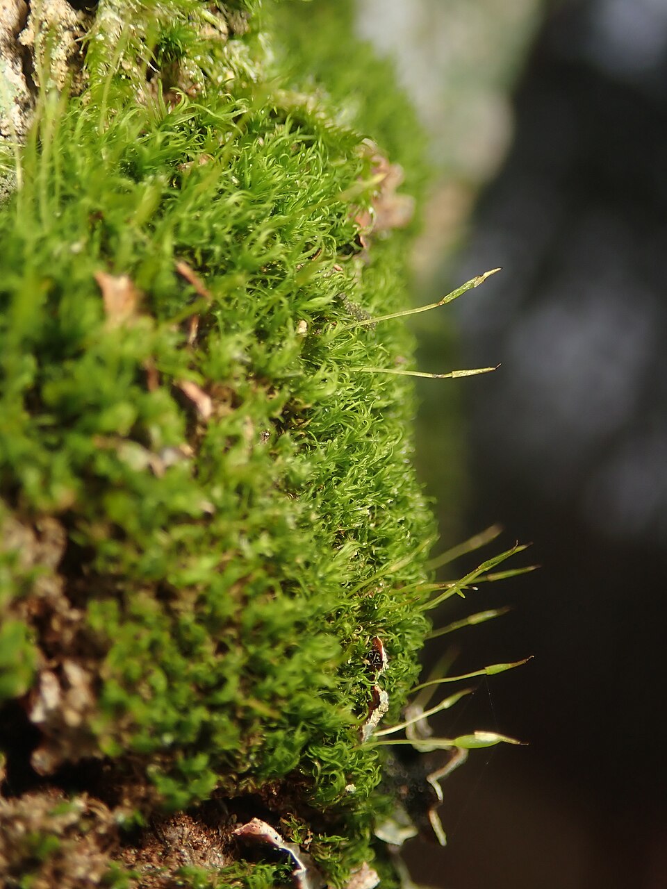 Dicranoweisia cirrata (Common Pincushion)
