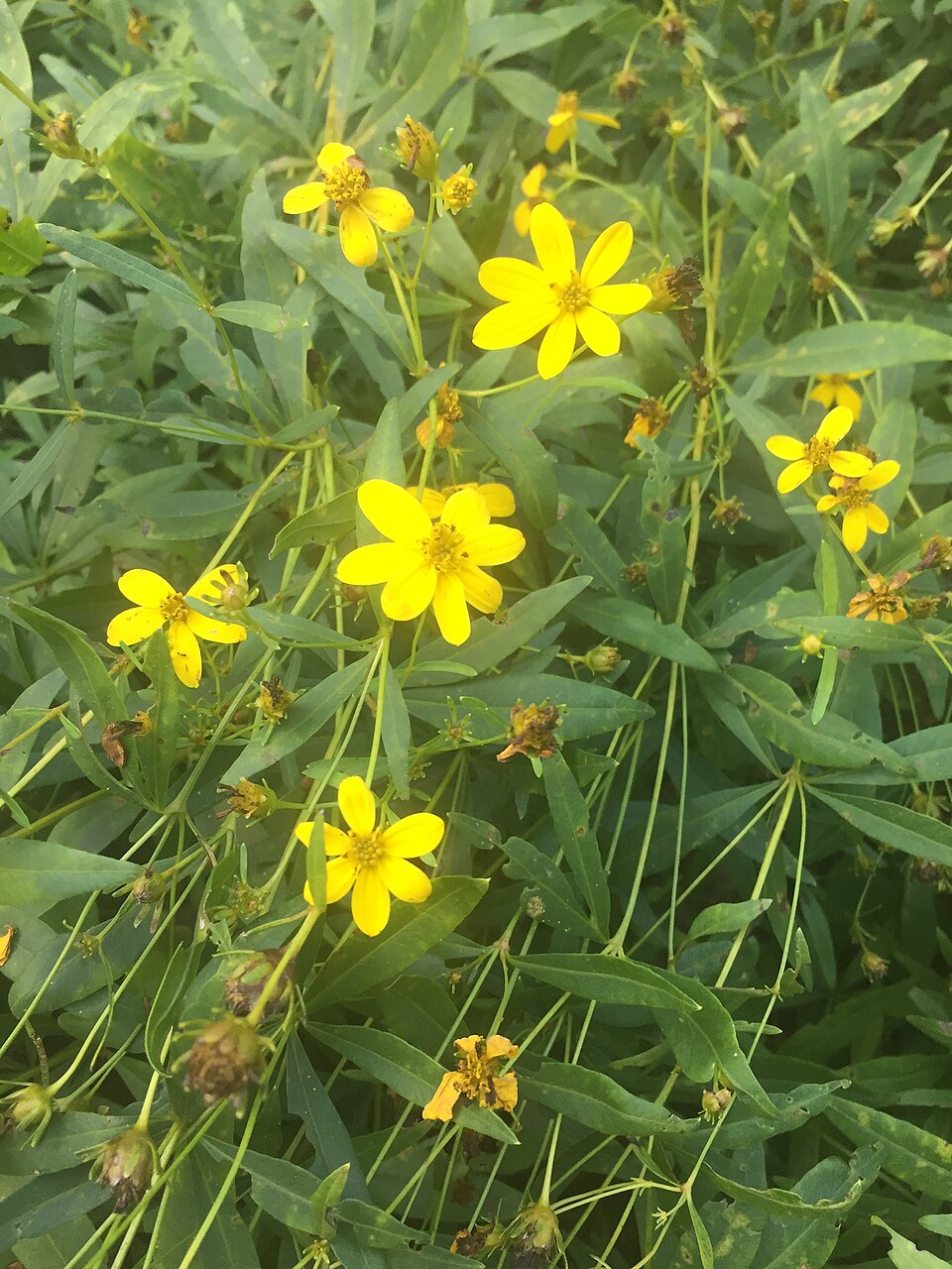 Coreopsis major (Greater Tickseed) (alternate view 10)