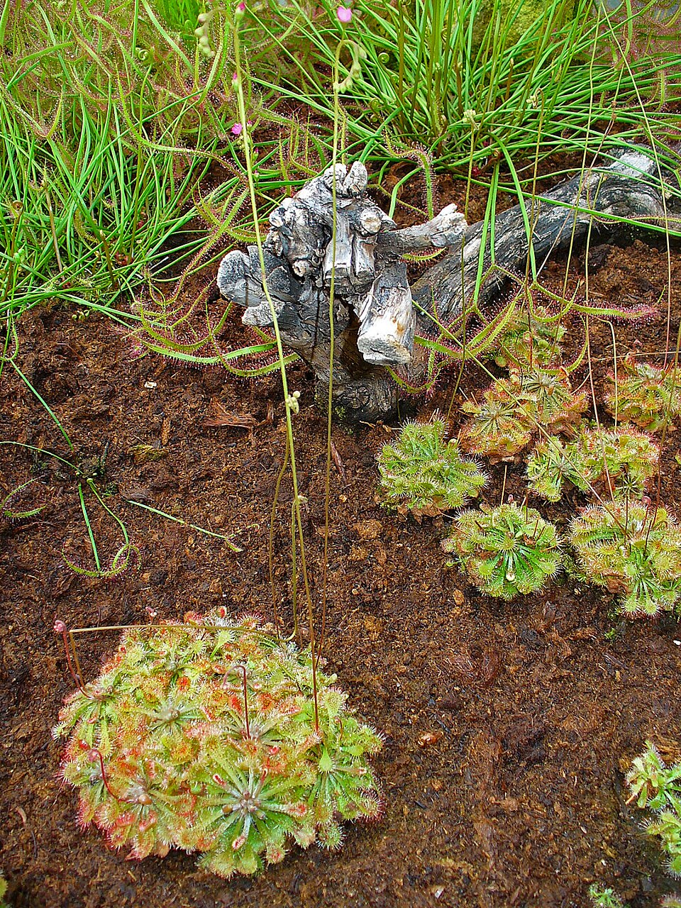 Drosera capillaris (Pink Sundew) (alternate view 10)